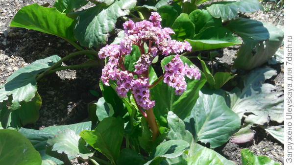 Бадан толстолистный