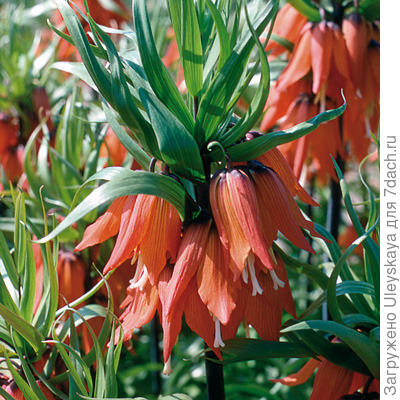 Рябчик императорский Prolifera. Фото сайта www.albrechthoch-shop.de