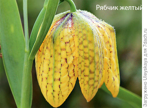 Рябчик желтый. Фото сайта www.supersadovnik.ru
