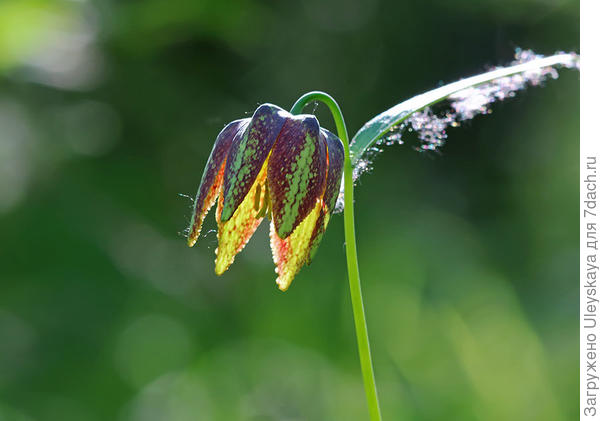 Рябчик Максимовича. Фото сайта www.plantarium.ru