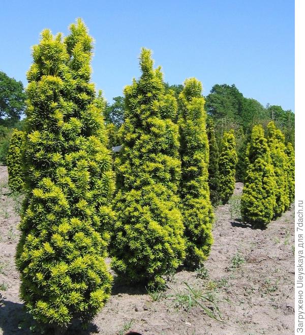 Тис ягодный Fastigiata Aurea, фото сайта www.ecospro.ru Тис ягодный Fastigiata Aurea, фото сайта www.ecospro.ru