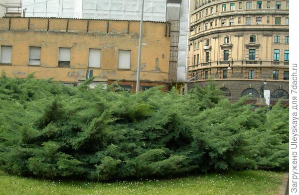 Широкий бордюр из можжевельника казацкого, фото сайта www.zgorod-nn.ru Широкий бордюр из можжевельника казацкого, фото сайта www.zgorod-nn.ru