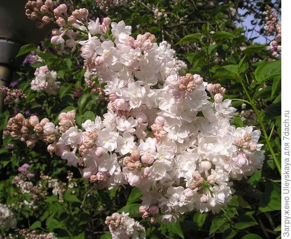Сирень сорт Красавица Москвы, фото В.К. Зыковой.