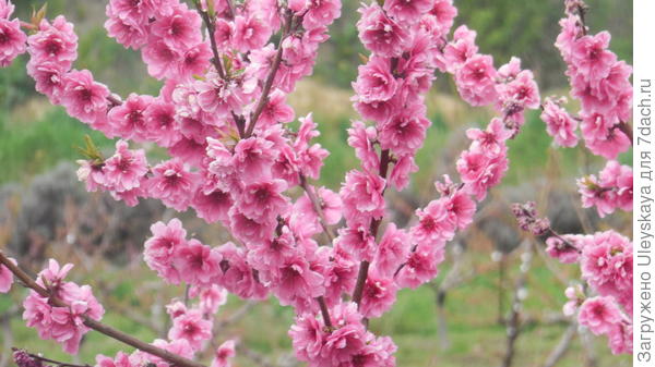 Цветет декоративный персик, сорт Ассоль
