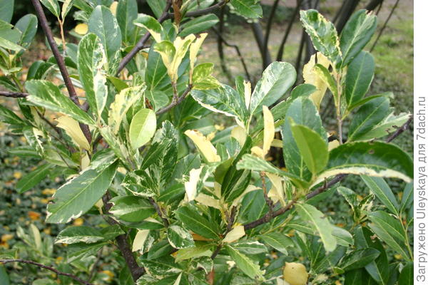 Лавровишня лекарственная Variegata
