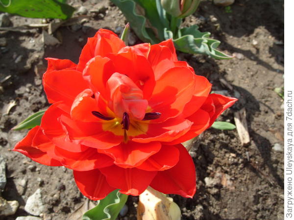 Тюльпан сорт Abba