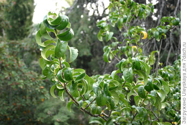 Лавровишня лекарственная Cameliifolia
