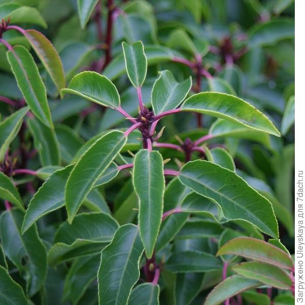 Лавровишня лузитанская Myrtifolia, фото сайта www.pinterest.com