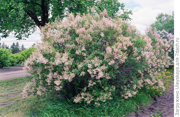 Сирень китайская Lilac, фото сайта plants.gertens.com