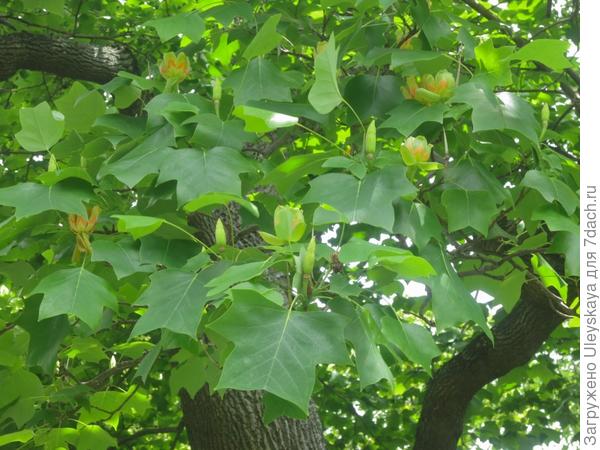 Лировидные листья лириодендрона тюльпанного, фото сайта alongthegardenspath.com