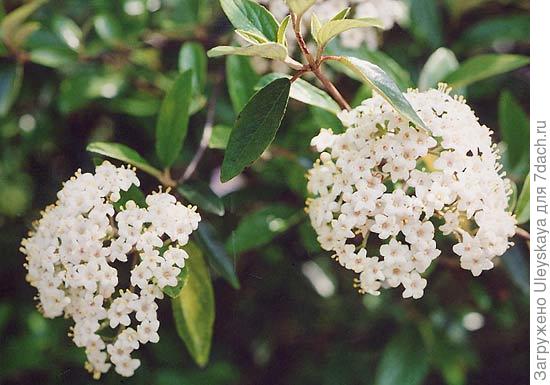 Калина полезная, фото сайта www.asianflora.com