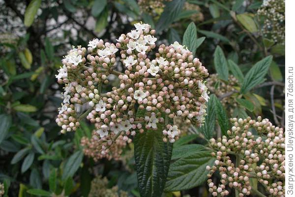 Калина морщинистолистная, фото сайта flower.onego.ru
