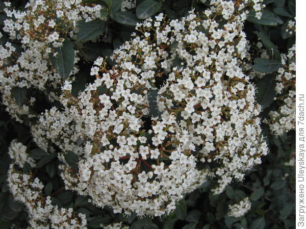 Калина лавролистная