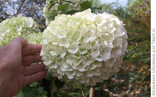Калина крупноголовая, фото сайта www.gardenerdirect.com