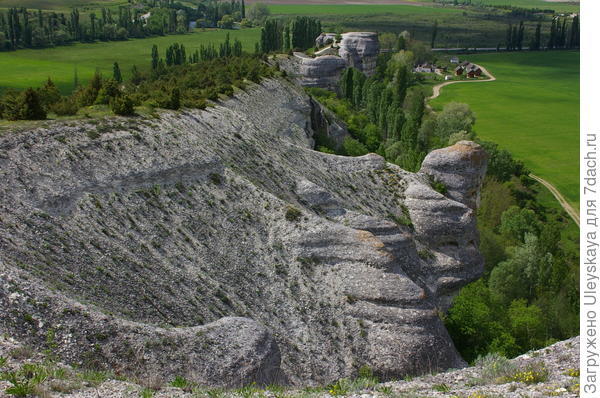 Голова и передняя лапка