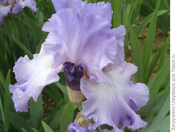 Ирис бородатый сорт Fragrant Lilac