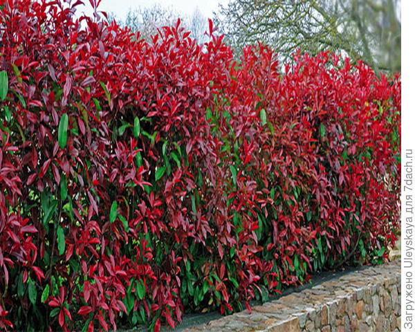Живая изгородь из фотинии Фразера Red Robin, фото сайта green-world.net