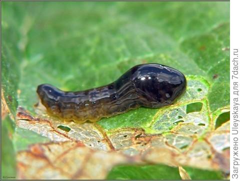 Личинка вишневого слизистого пилильщика, фото сайта m.mirtesen.ru