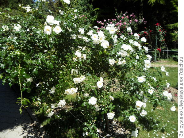 Почвопокровная роза Ахтиар на штамбе