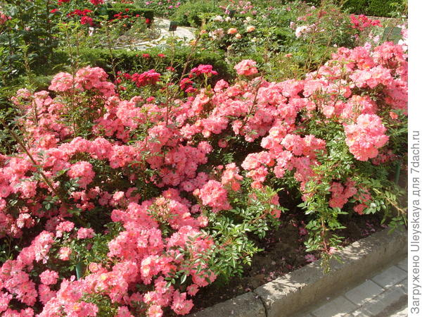 Цветочный бордюр из почвопокровной розы Ferdy
