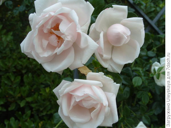 Плетистую розу New Dawn можно использовать в качестве почвопокровной