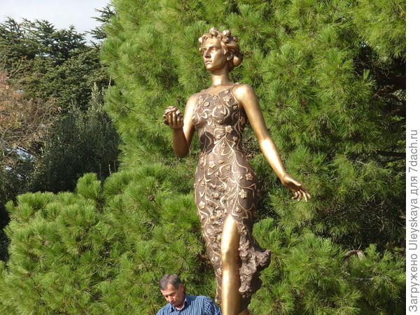 За Флорой сосна итальянская