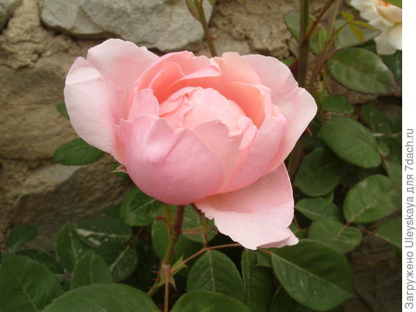 Романтическая роза сорт The Alnwick Rose
