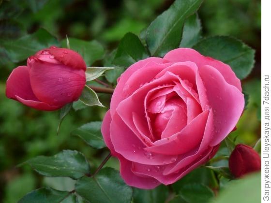 Романтическая роза сорт Auguste Renoir, фото сайта nature-elixir.blogspot.com