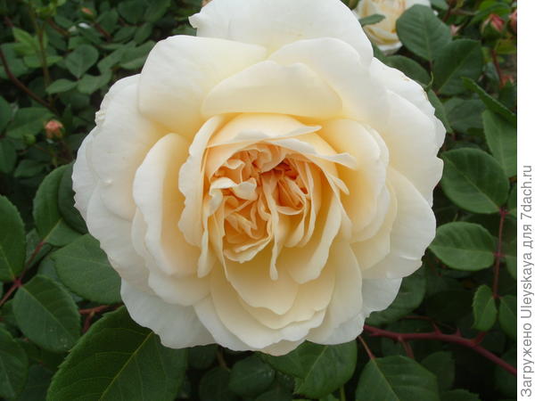 Романтическая роза сорт Crocus Rose