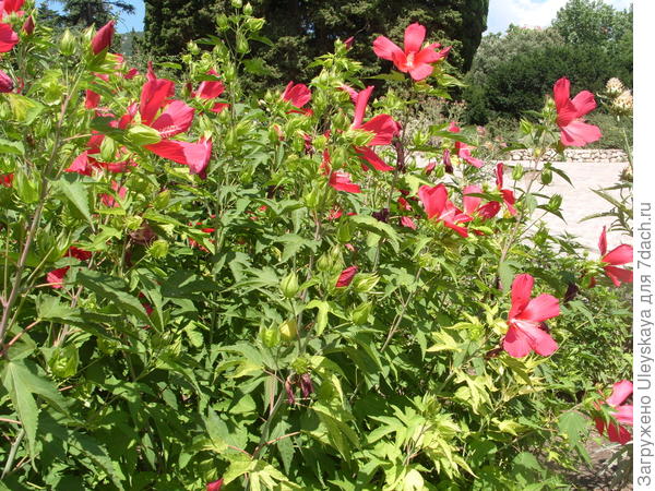 Гибискус гибридный