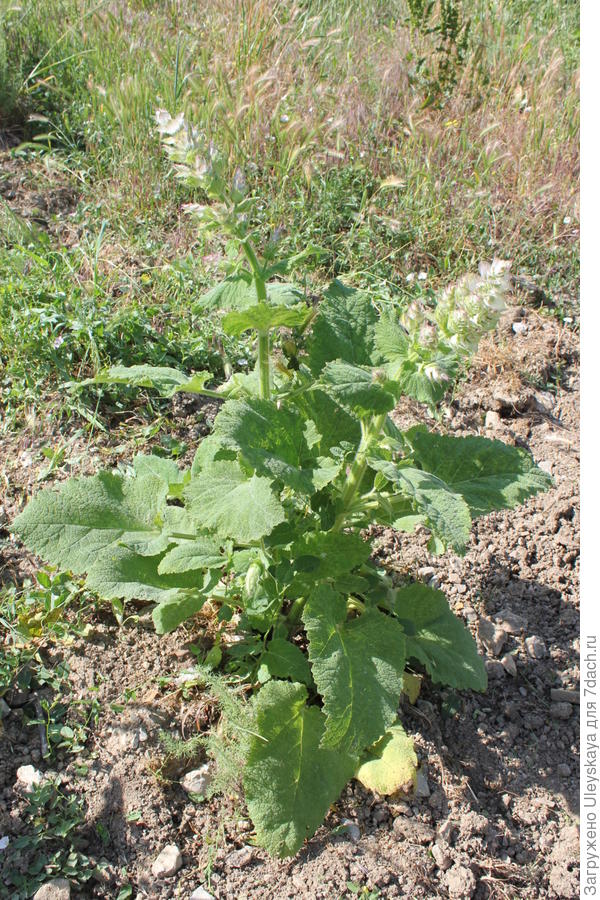 Шалфей мускатный