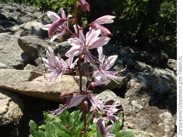 Ясенец белый