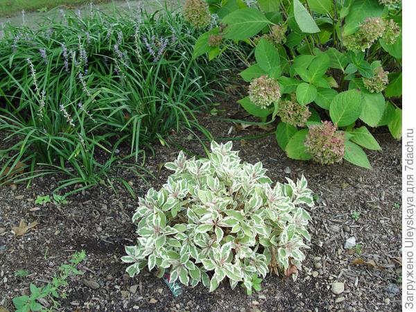 Вейгела цветущая Nana Variegata, фото сайта www.imagejuicy.com