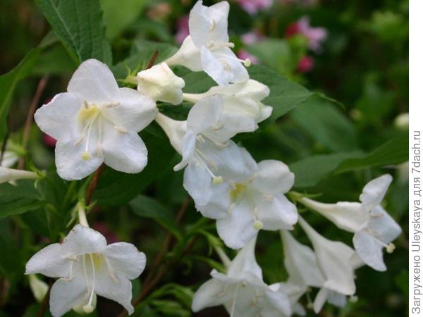 Weigela Bristol Snowflake, фото сайта www.baumschule-horstmann.de