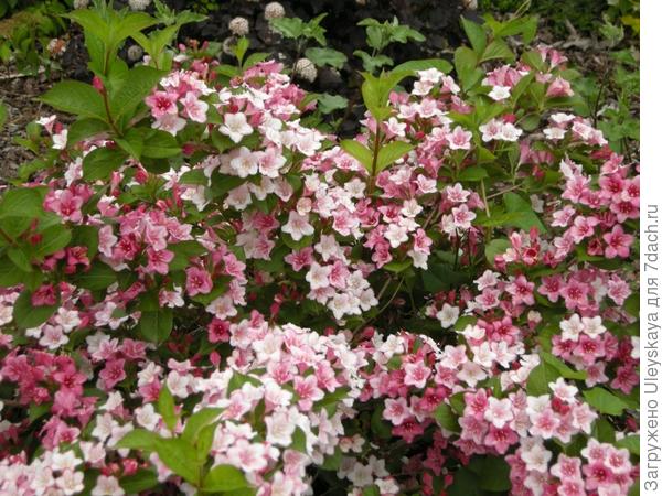 Weigela Carnaval, фото сайта www.pepinieres-brunet.fr