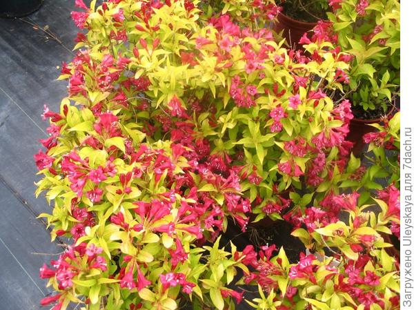 Weigela Briant Rubidor, фото сайта www.ontarioplantsource.com