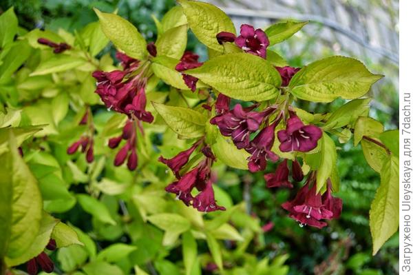 Weigela Looymasii Aurea, фото сайта outlawgarden.blogspot.com