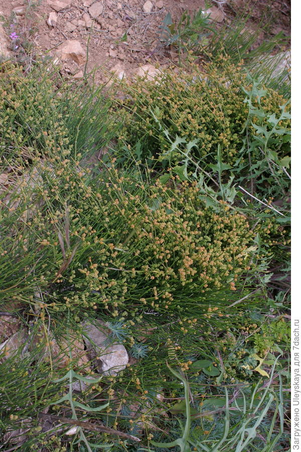 Эфедра двухколосковая на склонах Западной Балаклавы