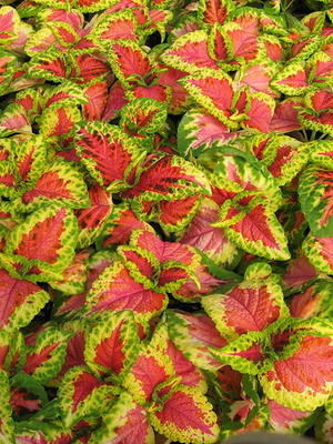 Колеус Блюме сорт Salmon Lace фото сайта orhide.ru