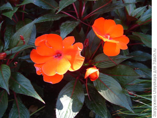 Цветет оранжевый новогвинейский бальзамин