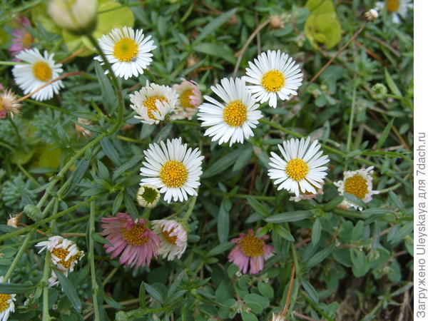 Мелколепестник Карвинского