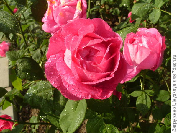 Роза сорт Ulrich Brunner