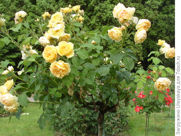 Штамбовые Розы Фото Цена