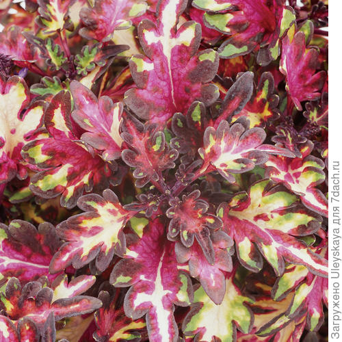 Сорт Merlins Magic, фото с сайта www.provenwinners.com