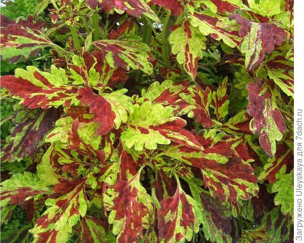 Сорт Muriel Pedley, фото с сайта www.gardensonline.com.au