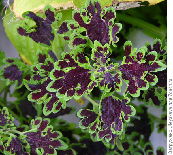 Сорт Inky Fingers, фото с сайта commons.wikimedia.org
