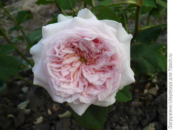 Плетистая роза сорт Claire Rose