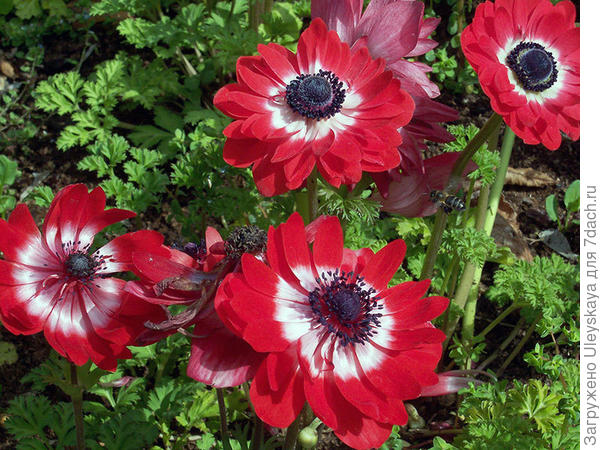 Анемона корончатая, фото сайта floristics.info