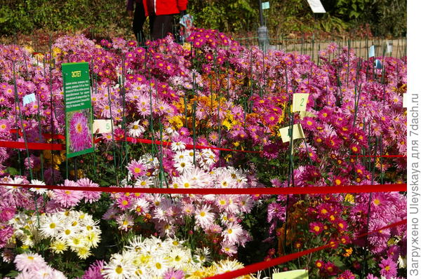 Селекционный участок на выставке хризантем в Никитском ботаническом саду