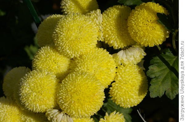Хризантема садовая сорт Ping Pong Yellow